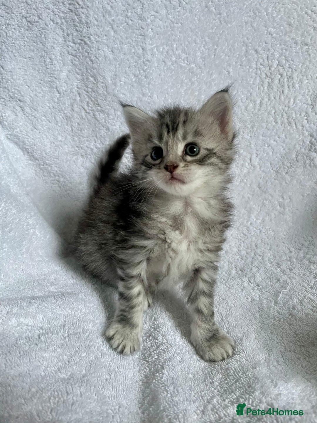 Maine Coon cats for sale: Mainecoon kittens Polydactyl/non polydactyl  - Image 5