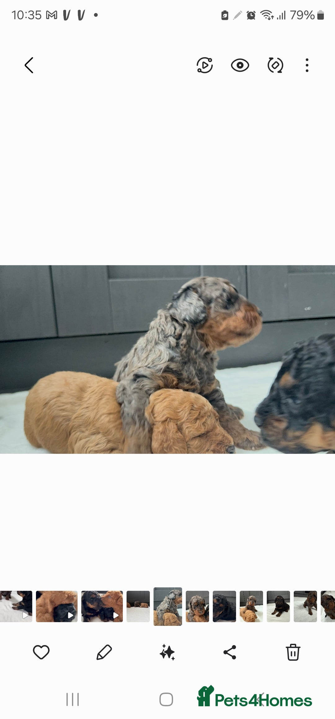 Cockapoo dogs for sale: F2 Cockapoo puppies for sale  - Image 16