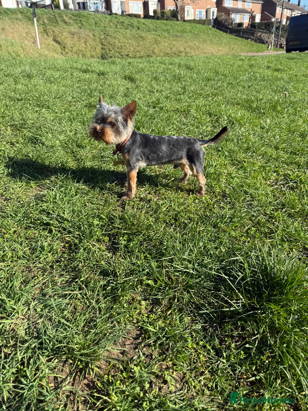 Yorkshire Terrier dogs for stud: Toy boy Yorkshire terrier  - Advert 3