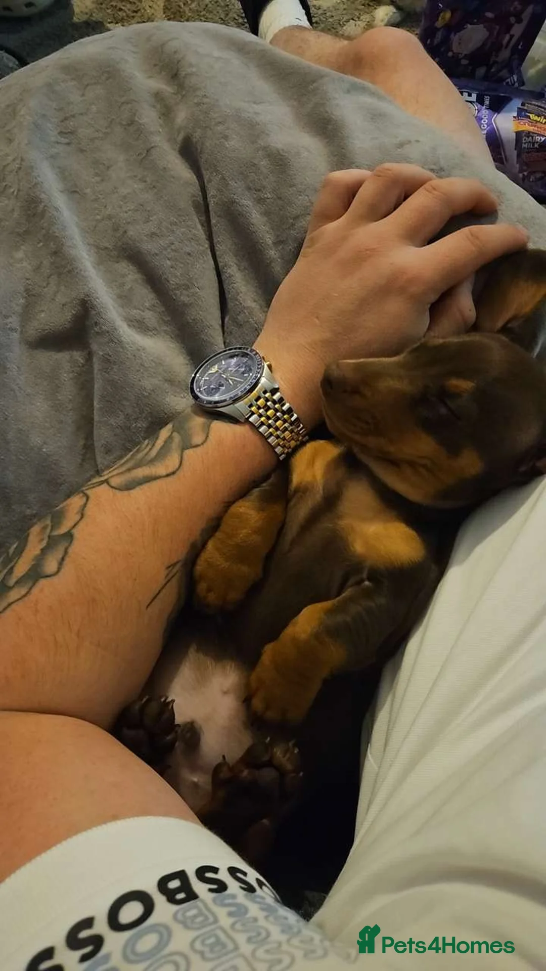 Miniature Dachshund dogs for stud: STUD available  - Advert 26