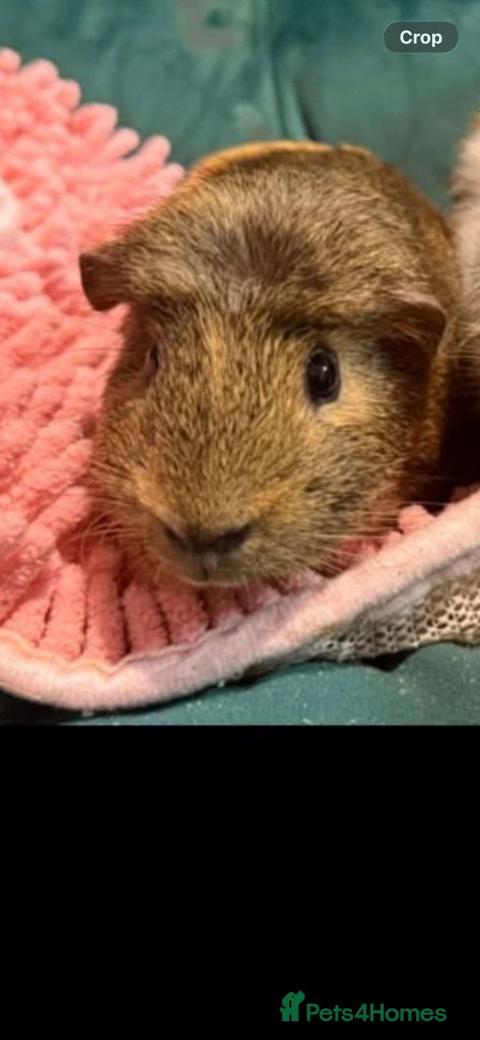 Guinea Pig rodents Mixed Guinea pigs  - Advert 15
