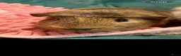 Guinea Pig rodents for sale: Mixed Guinea pigs  - Advert 5