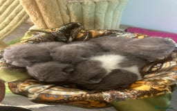 British Shorthair cats for sale: 🧸✨6 Chunky British Shorthair Kittens For Sale✨🧸 - Advert 3