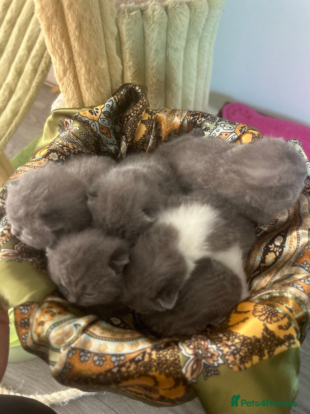 British Shorthair cats for sale: 🧸✨6 Chunky British Shorthair Kittens For Sale✨🧸 - Advert 3