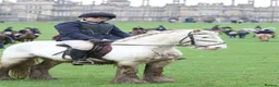 Irish Cob horses for sale: Big Betty in Huntingdon - Advert 13