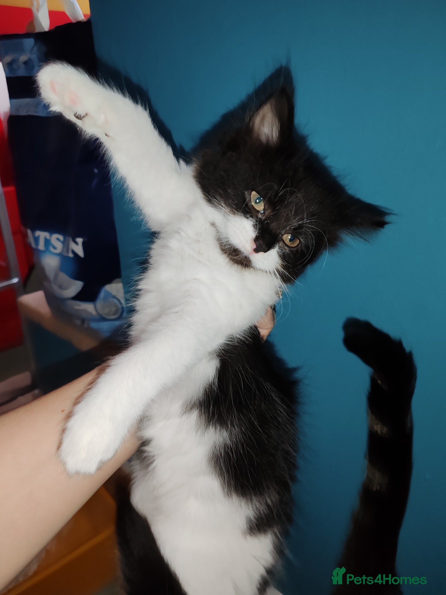 Mixed Breed cats Lovely kittens Norwegian forest with Tabby - Advert 10