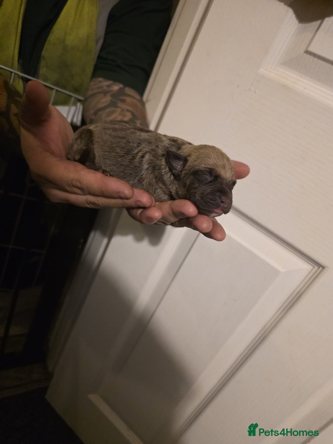 Cane Corso dogs for sale: Cane corso pups - Image 7
