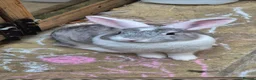 Mixed Breed rabbits for sale: 5 bunny's left  in Scarborough - Advert 8