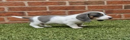 Miniature Dachshund dogs for stud: BLUE DAPPLE PIEBALD STUD CARRYING LONG HAIR CHOCO in Liverpool - Advert 18