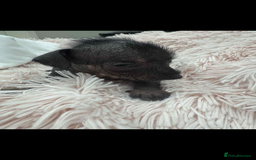 Dachshund dogs for sale: unique dachshund cross hairless Chines crested  - Image 10