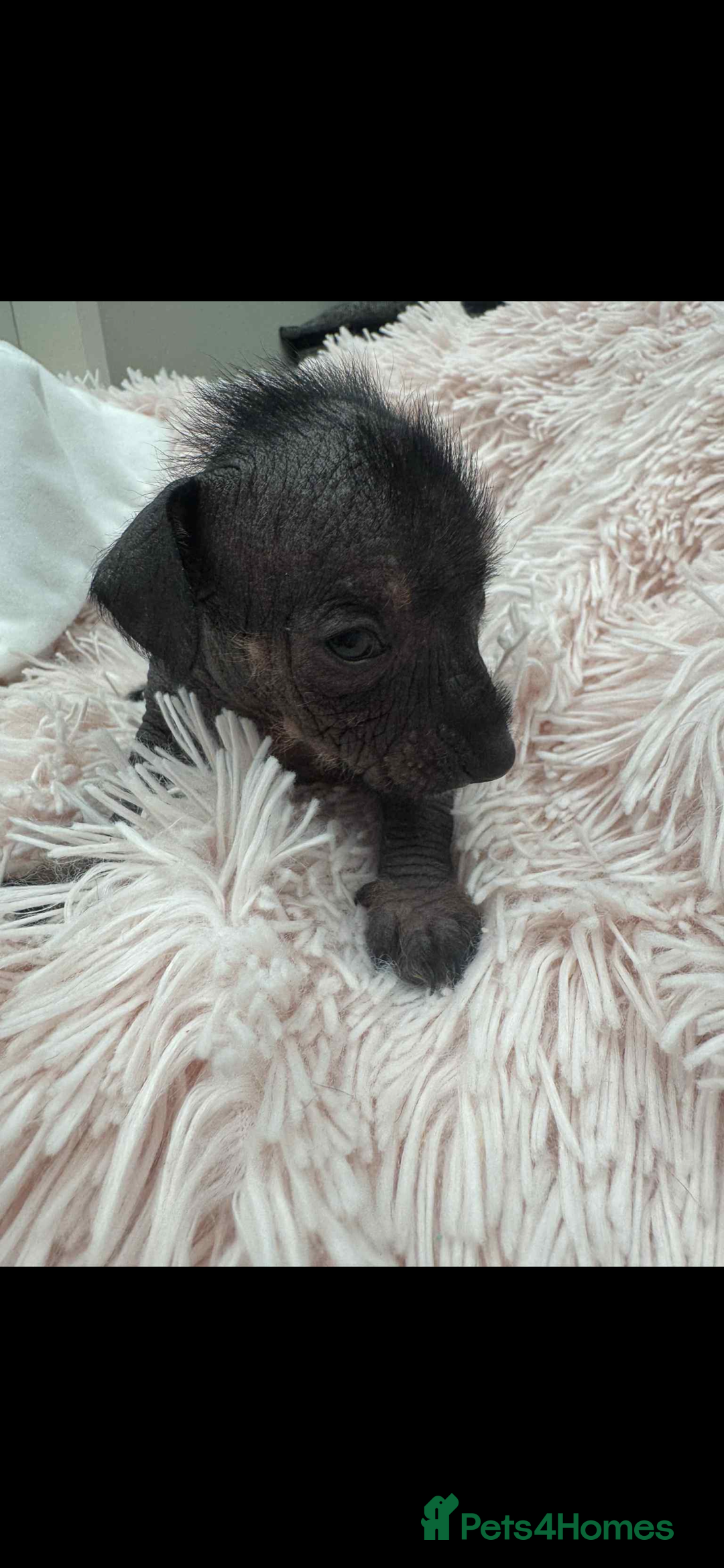 Dachshund dogs for sale: unique dachshund cross hairless Chines crested  - Image 10