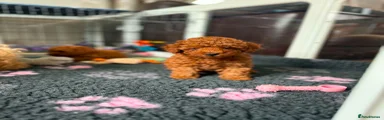 Toy Poodle 1
