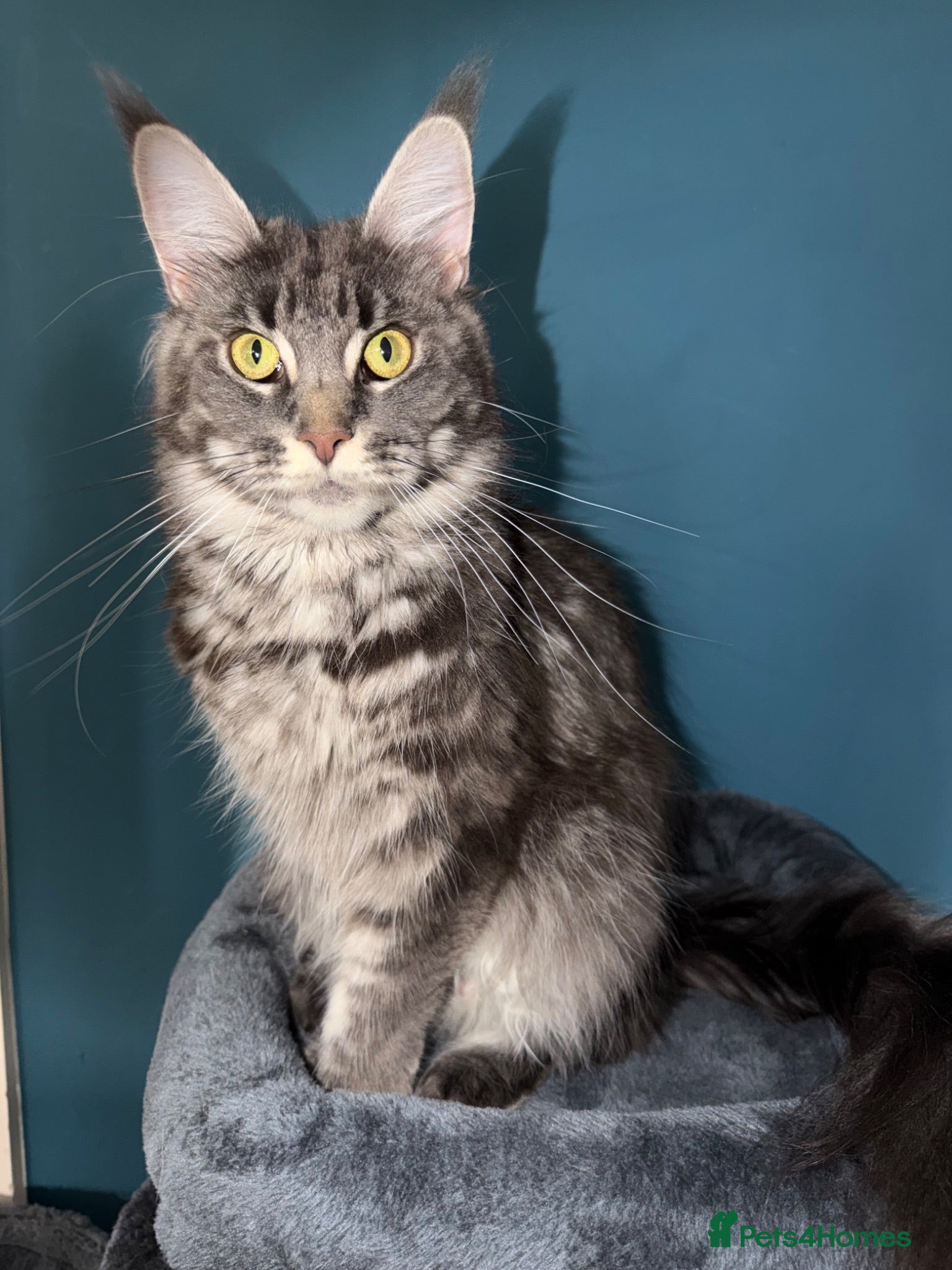 Maine Coon cats Beautiful Mainecoon kittens ready for loving homes - Advert 1