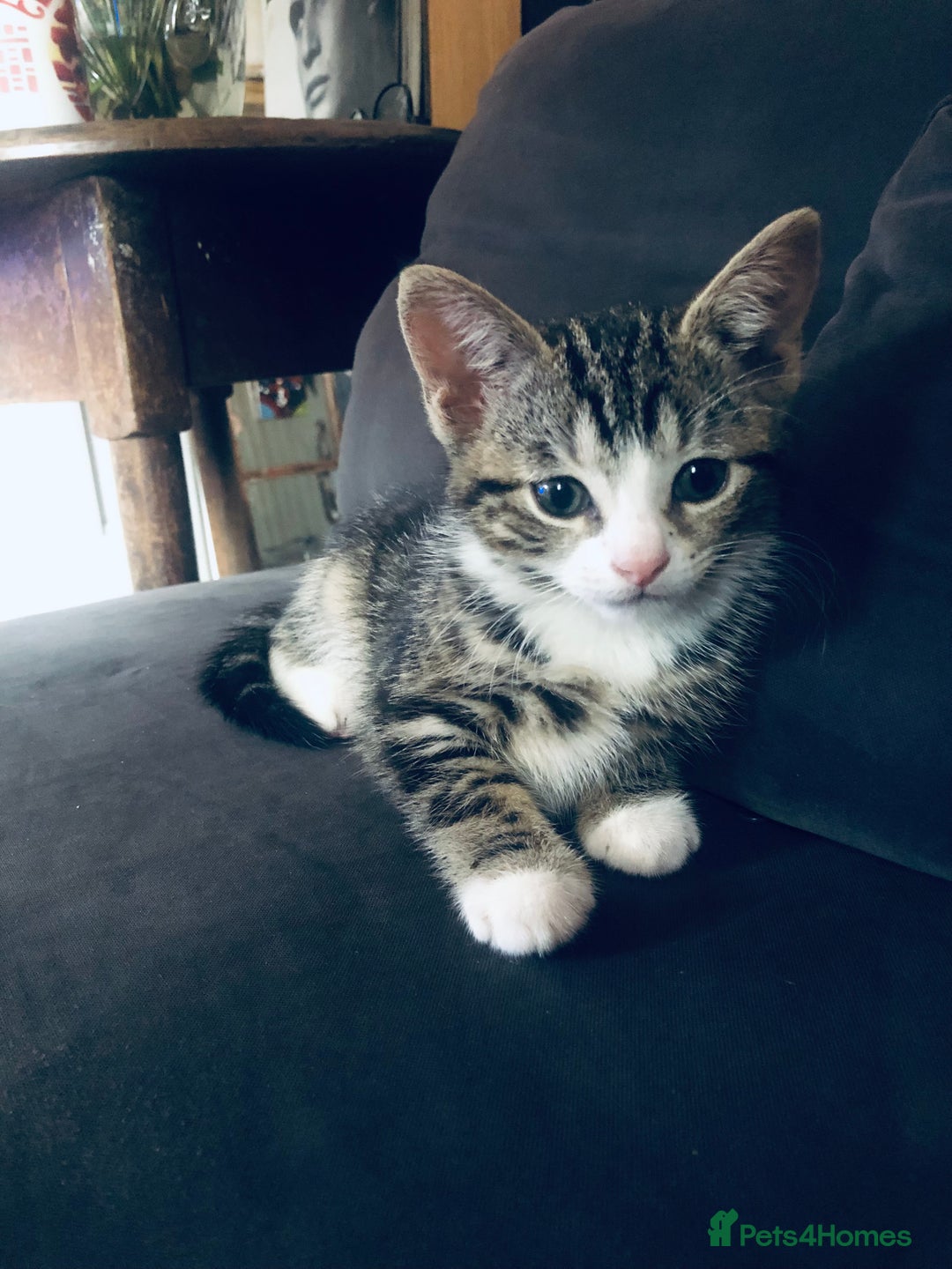Mixed Breed cats for sale: Kittens  - Image 11