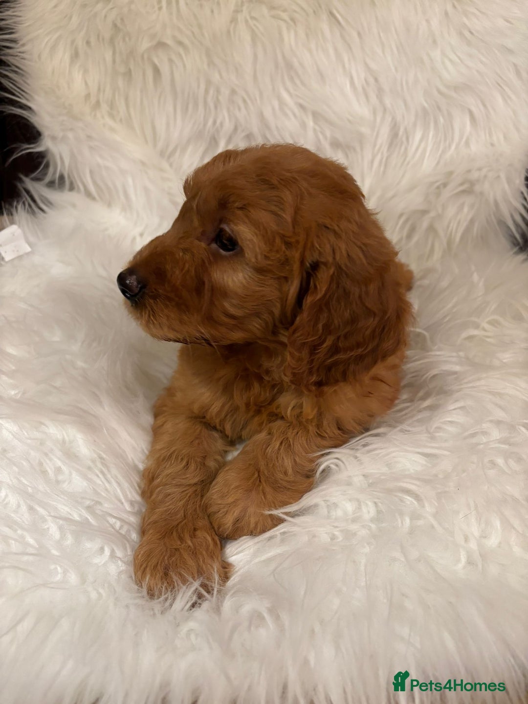 Goldendoodle dogs for sale: Golden doodle deep red cuddly chunky puppies  - Advert 8
