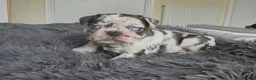 French Bulldog dogs for sale: 💥 Velvet Coats and New Shade french Bulldogs 💥 - Advert 12