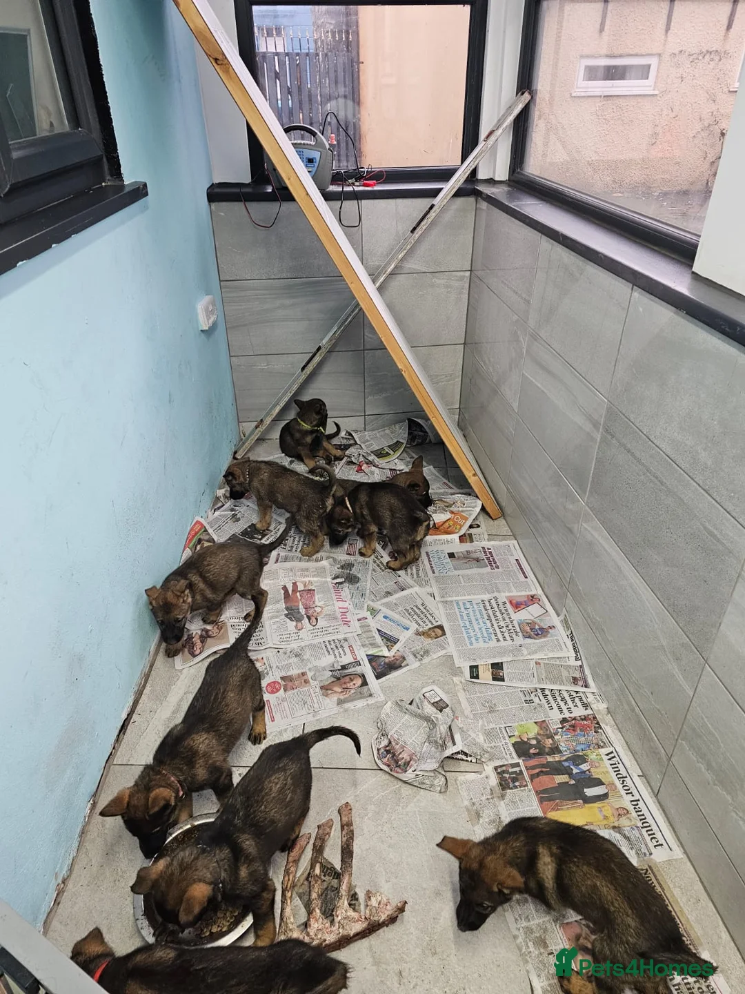 Belgian Shepherd Dog dogs for sale: Belgian malinois cross Czech Shepherd  - Advert 19