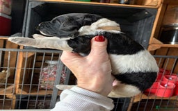 Bernedoodle dogs for sale: Standard Bernedoodle Blue Merle, Black White. - Image 15