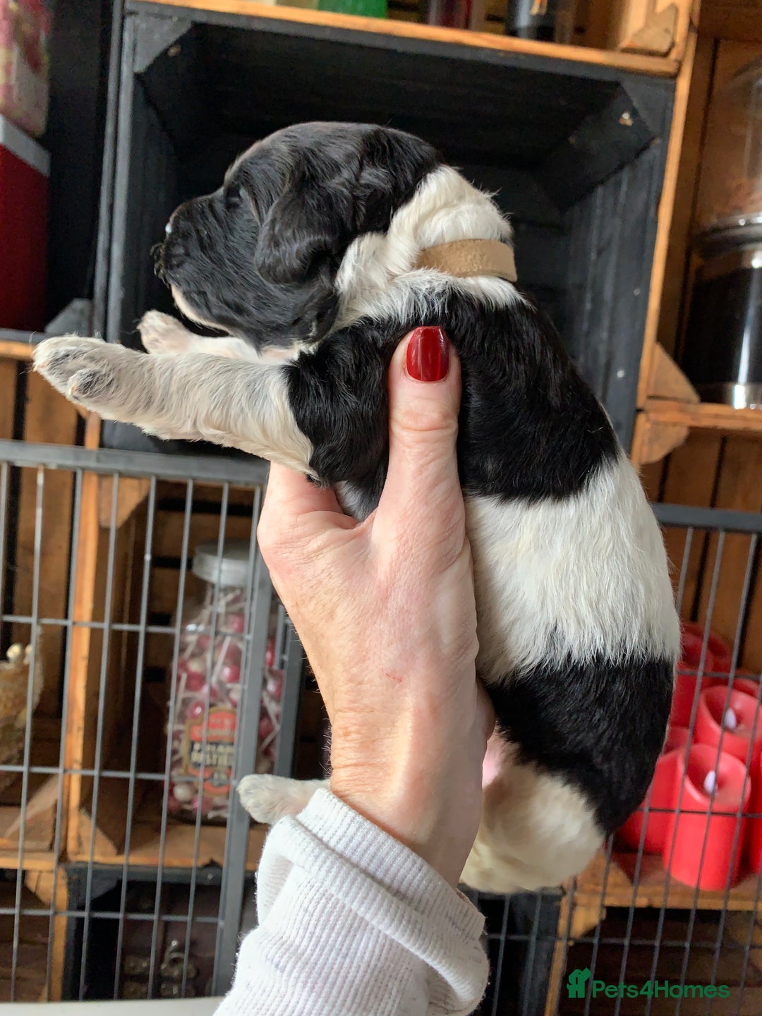 Bernedoodle dogs for sale: Standard Bernedoodle Blue Merle, Black White. - Image 15