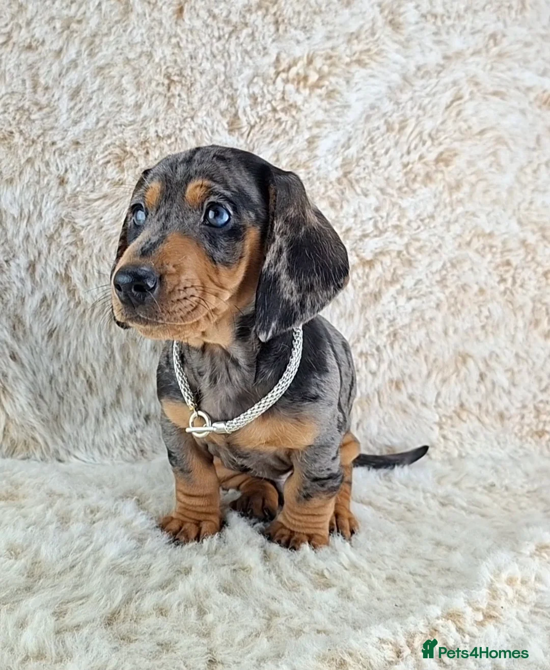 Miniature Dachshund dogs for sale: Beautiful Miniature Dachshund Puppies  - Advert 9