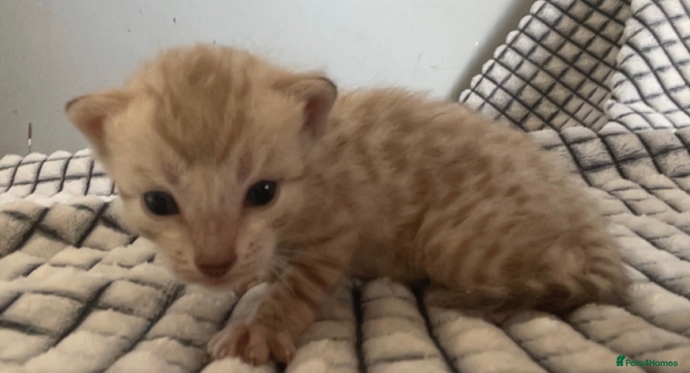 Bengal cats 5 beautiful full breed bengal kits - Advert 14