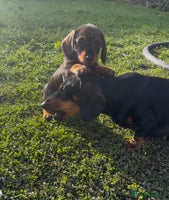 Dachshund dogs - Advert 2