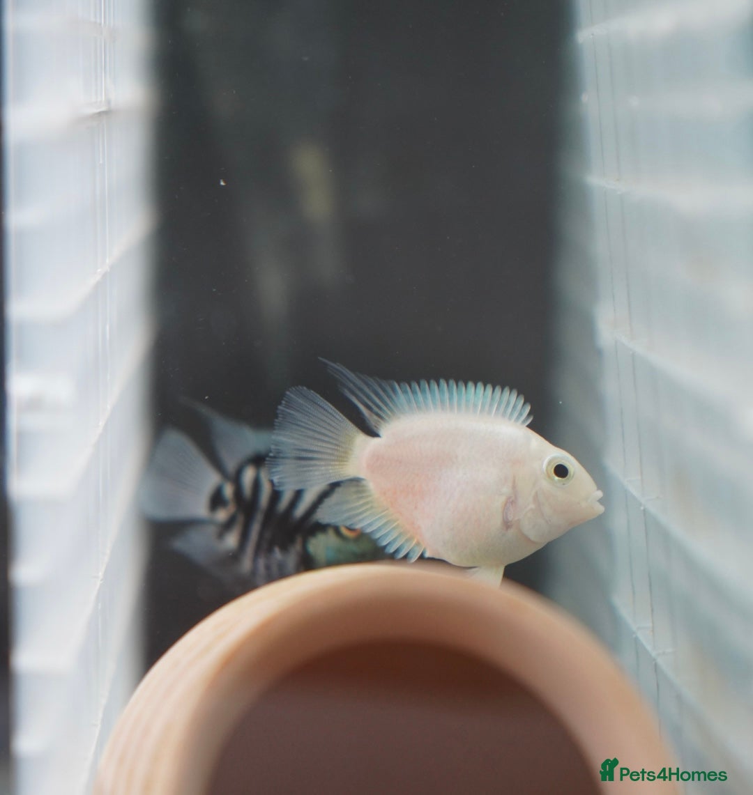 Cichlids fish for sale: Polar tiger cichlid for sale - Image 5