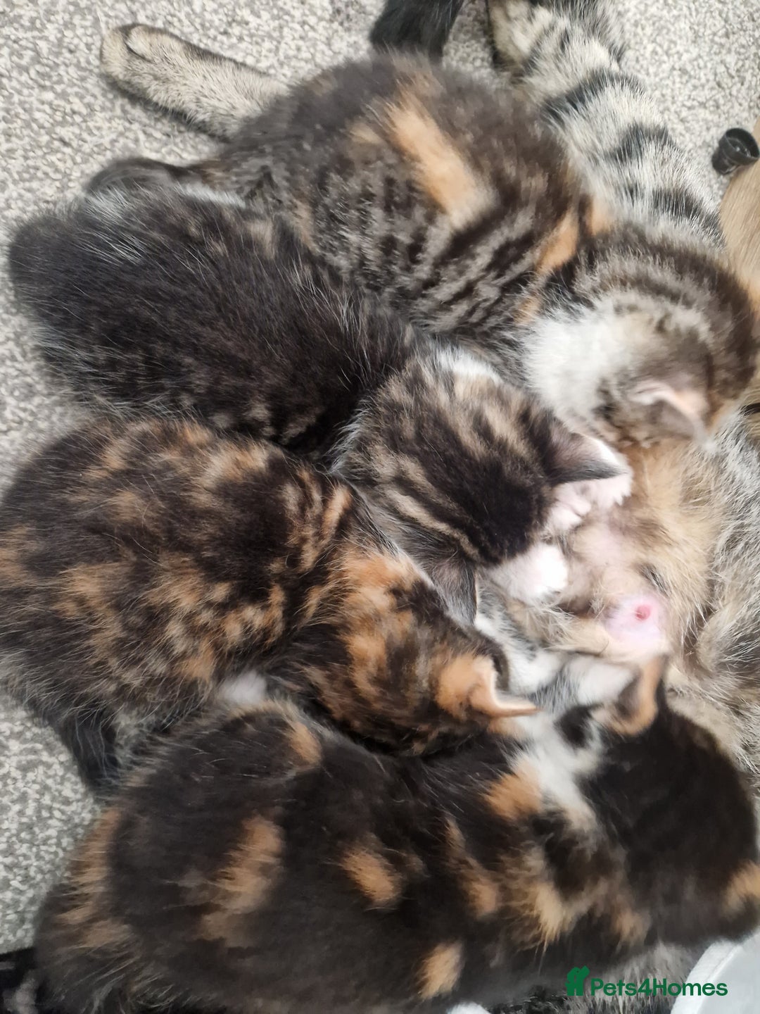 Mixed Breed cats for sale: 5 beautiful kittens 4 female 1 male - Image 25