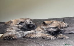 Cairn Terrier dogs for sale: Quality Cairn male pup available 8th August - Image 3