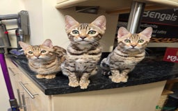 Bengal cats for sale:  Outstanding Quality Bengal kittens ready to leave - Image 33