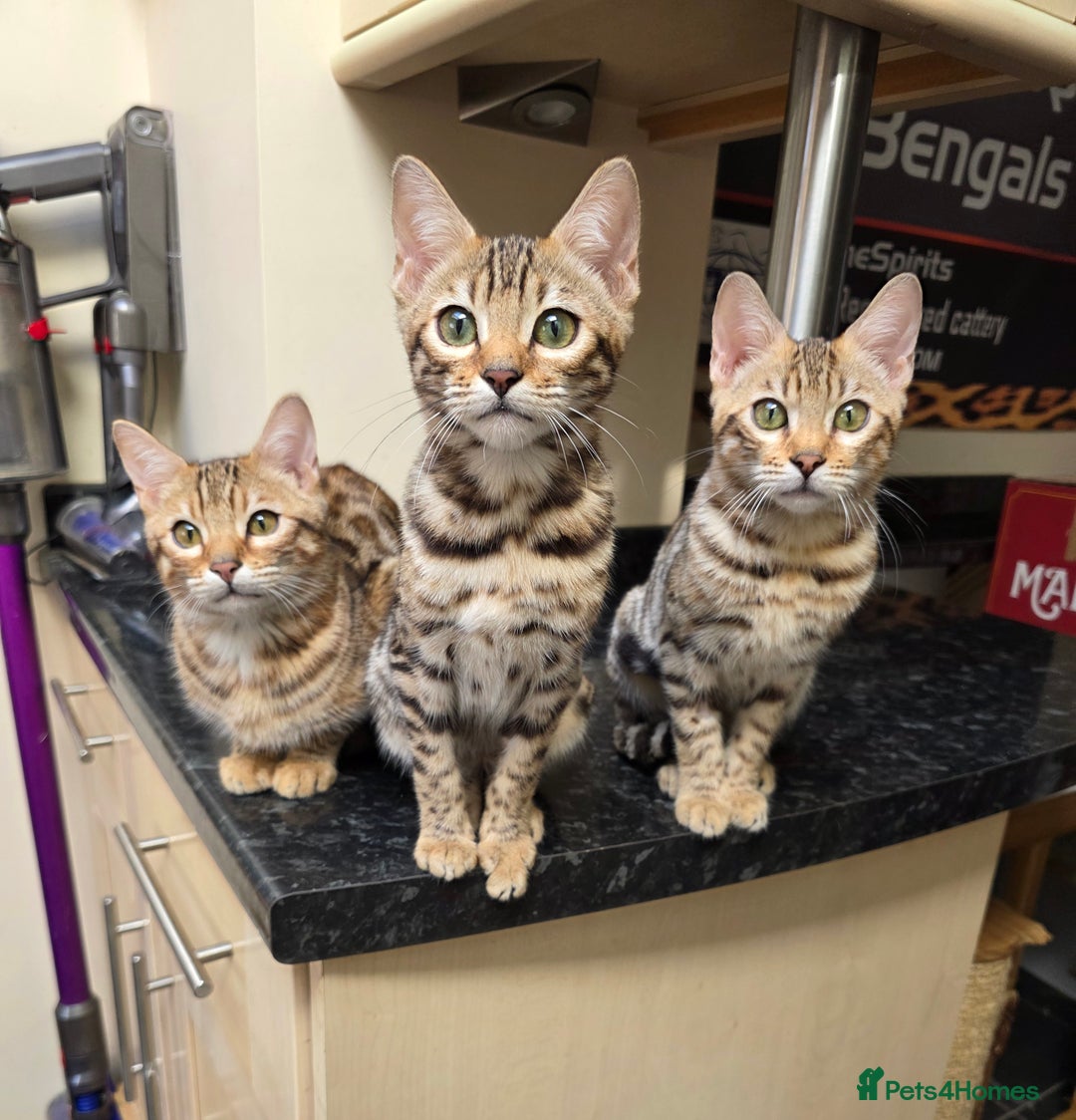 Bengal cats for sale:  Outstanding Quality Bengal kittens ready to leave - Image 33