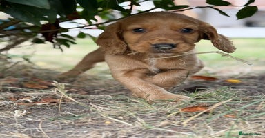 Cocker Spaniel dogs - Advert 3