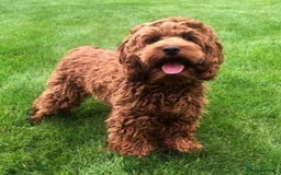 Cockapoo dogs for sale: Extensively health tested F1b Faux red cockapoo - Image 7