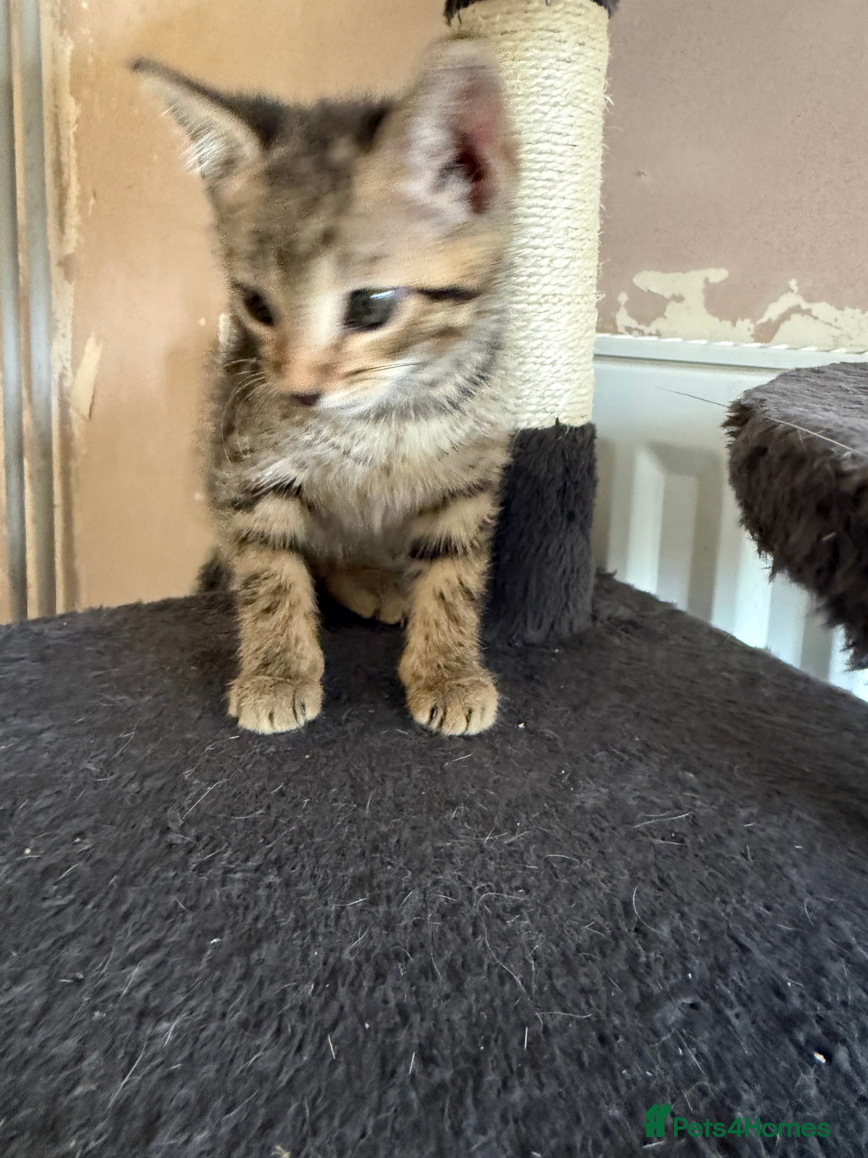 Bengal cats for sale: 1 female kitten available  - Advert 12