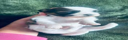 Shih Tzu dogs for sale: 🐾 Beautiful Pure Shih Tzu Puppies Ready Soon 🐾 - Advert 4