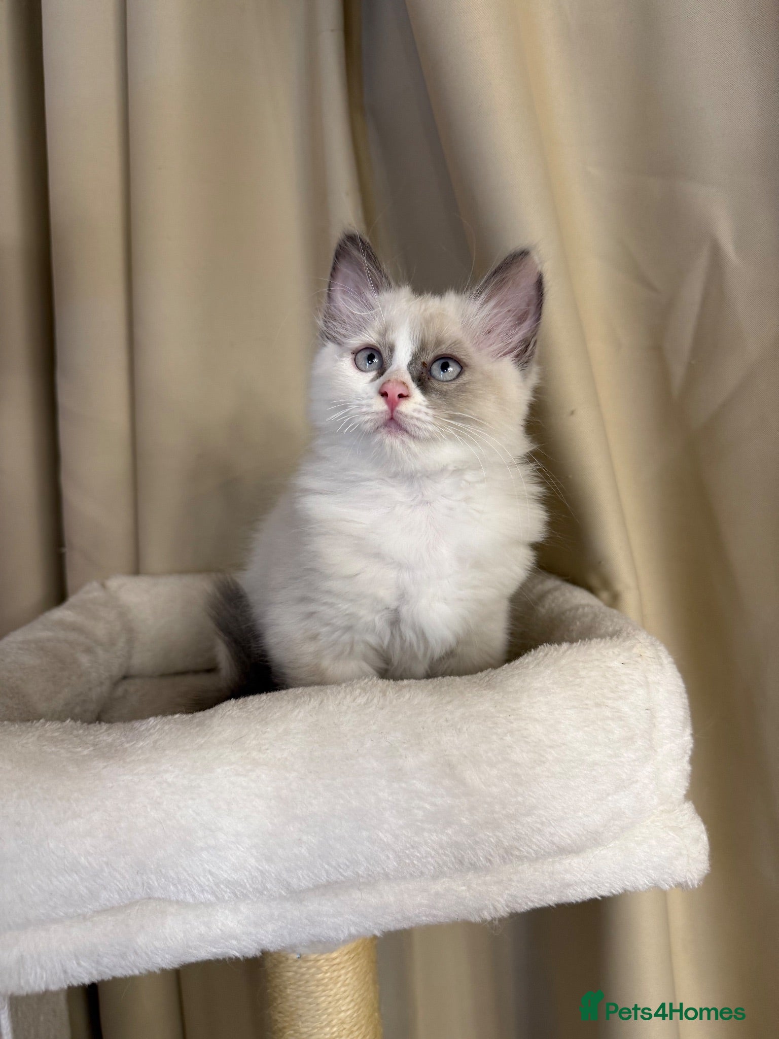 Ragdoll cats 💙 Stunning Ragdoll kittens (one girl left ) - Advert 2