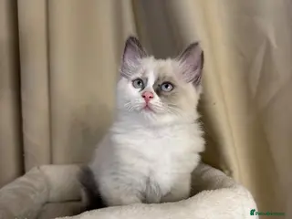 Ragdoll cats 💙 Stunning Ragdoll kittens (one girl left ) - Advert 2