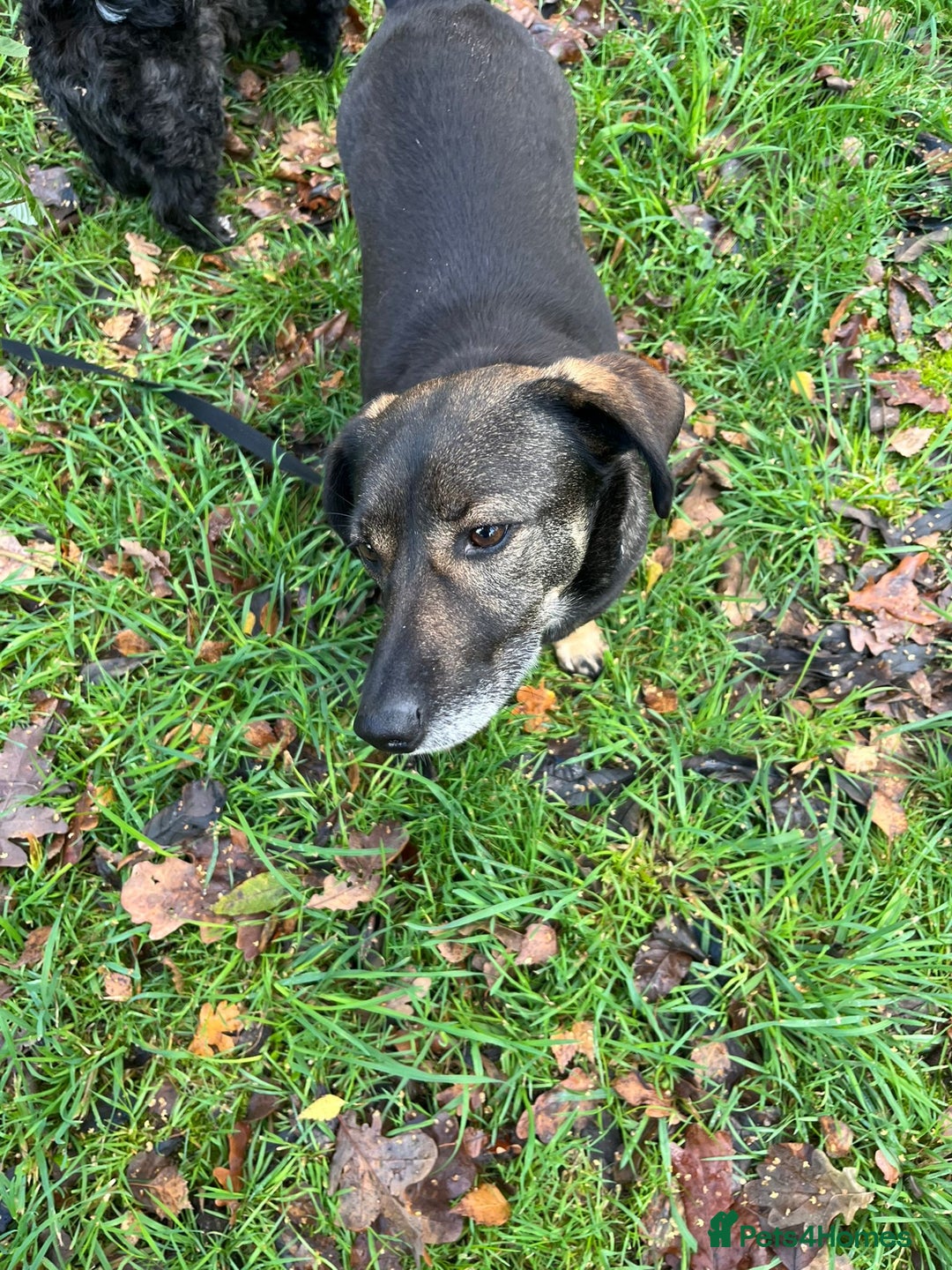 Mixed Breed dogs for adoption: Cute little Twix needs LoVE - Advert 17