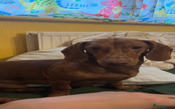 Dachshund dogs for stud: For stud - Image 1
