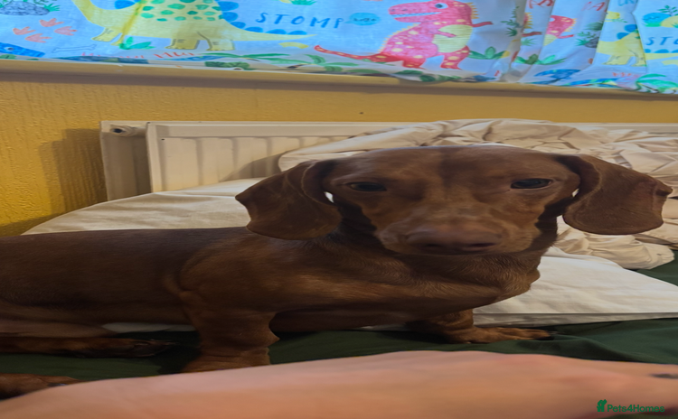 Dachshund dogs - Advert 16