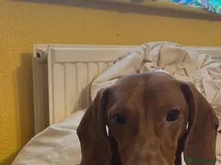 Dachshund dogs For stud - Advert 9