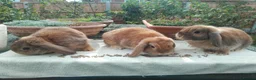 Mini Lop rabbits for sale: Pretty (Mostly) Female Minilop and Dwarf Lop - Advert 7