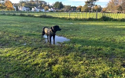 Mixed Breed dogs for sale: Golden Retriever Cross - Advert 2