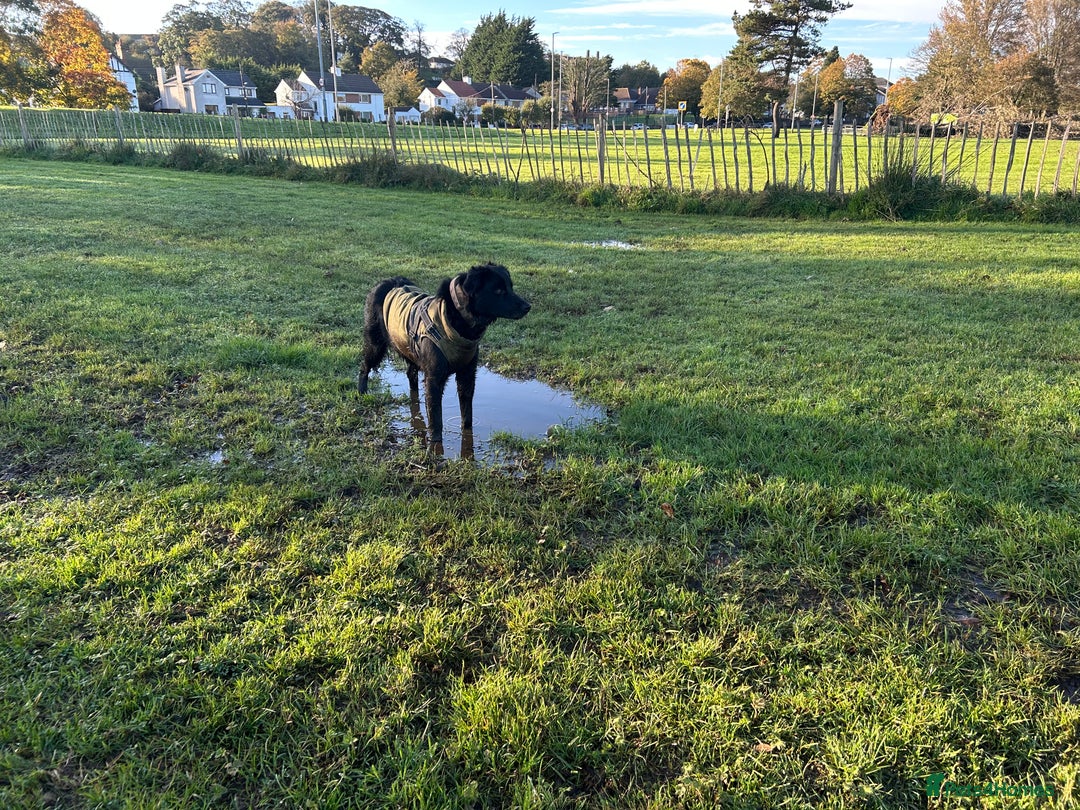 Mixed Breed dogs for sale: Golden Retriever Cross - Advert 2
