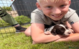 English Springer Spaniel dogs for sale: Springer spaniel puppies for sale  - Image 15
