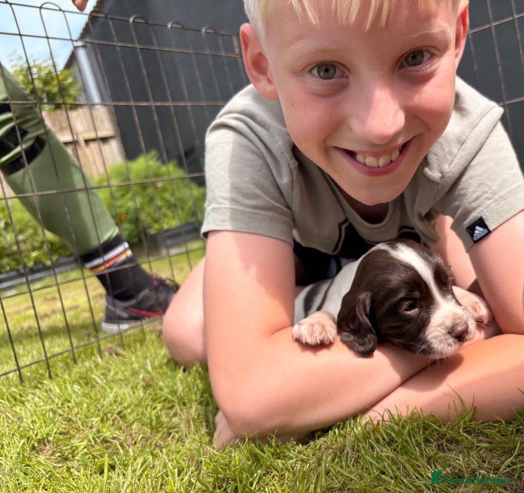 English Springer Spaniel dogs for sale: Springer spaniel puppies for sale  - Image 15