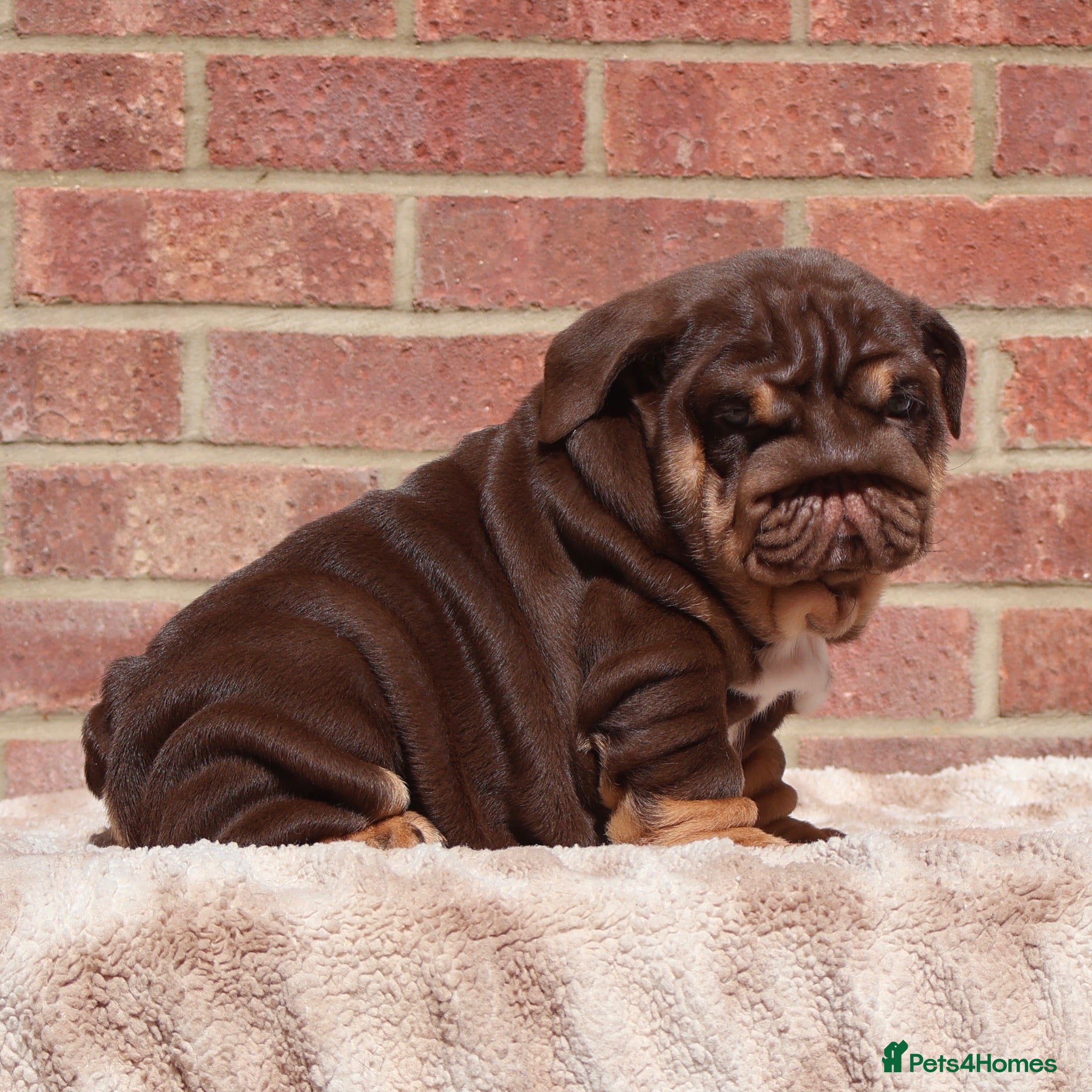 English Bulldog dogs 2 Handsome boys 💙 - Advert 2
