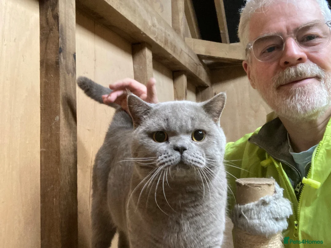 British Shorthair cats for sale: Lilac stud cat  - Advert 8
