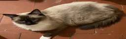 Ragdoll cats for sale: Stunning Ragdoll litter (boy spayed) - Advert 18