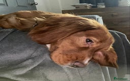 Cocker Spaniel dogs for sale: Cocker Spaniel Girl ‘Ruby’  - Advert 5